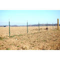 Cheap galvanized used steel fence T post  high quality